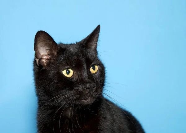 Retrato Adorable Gatito Negro Con Cabeza Vuelta Los Espectadores Izquierda —  Fotos de Stock