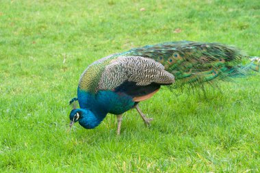 Yerel bir parkta otların üzerinde yürüyen bir erkek tavus kuşu yemek yiyor. Tavus kuşları güzel tüyleriyle ünlüdür..
