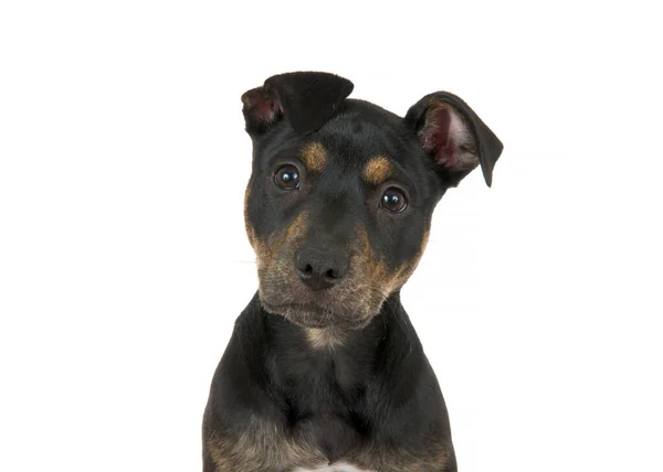 Detailní Portrét Černo Hnědého Žíhaného Amerického Štěňátka Staffordshire Terrier Izolovaného — Stock fotografie