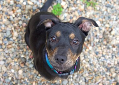 Yukarıdan Amerikan Staffordshire Terrier köpek yavrusu manzaralı siyah ve kahverengi brindle portresi. Doğrudan izleyiciye bakıyor, kulakları açık ve kafası merakla eğik..