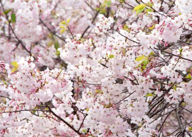 Kiraz ağacında kiraz çiçekleri. Kiraz çiçeği, özellikle Japon kirazı Prunus serrulata (