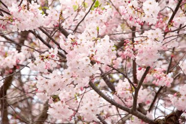 Kiraz ağacında kiraz çiçekleri. Kiraz çiçeği, özellikle Japon kirazı Prunus serrulata (