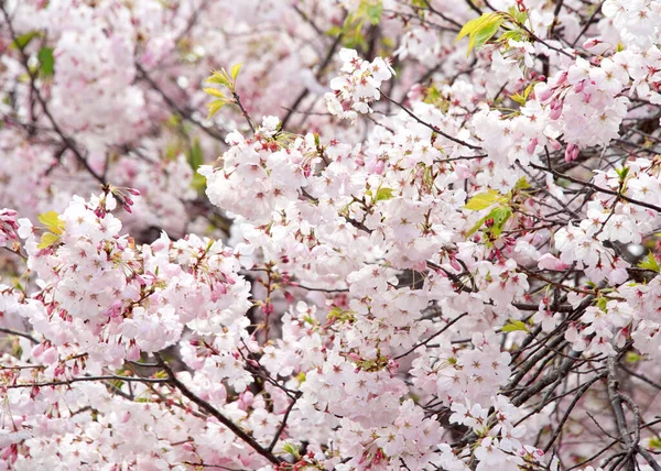 桜の木に桜 桜は数本の桜の花で 特に桜と呼ばれる日本の桜 プルヌス セルルルラータです — ストック写真