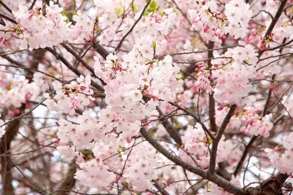 桜の木に桜 桜は数本の桜の花で 特に桜と呼ばれる日本の桜 プルヌス セルルルラータです — ストック写真