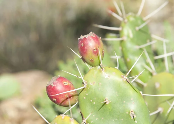 Close up of Prickly Pear cactus fruit on the cacti. The fruit of the prickly pear is edible, but it must be peeled carefully to remove the small spines on the outer skin before consumption.