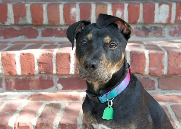 近距离的肖像一个黑色和棕色带刺的美国斯塔福德郡的小猎犬坐在砖瓦台阶上 后面的台阶 直接看着观众 耳朵朝同一个方向看 — 图库照片