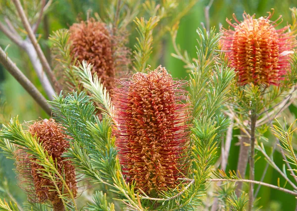 Hairpin Banksia Flor Cone Crescendo Para Cima Partir Dos Galhos — Fotografia de Stock