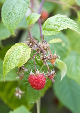 Sarmaşıktaki yemyeşil yapraklarla çevrili olgun ve olgun ahududulara yakın dur. Bahar hasadı.