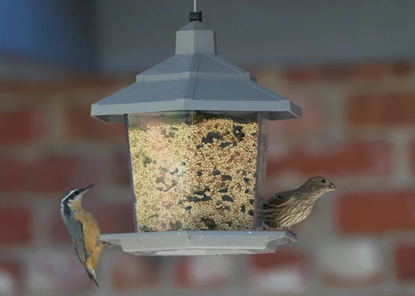 Birds eating from a bird feeder, brick wall background. Backyard birds competing for space on feeder.
