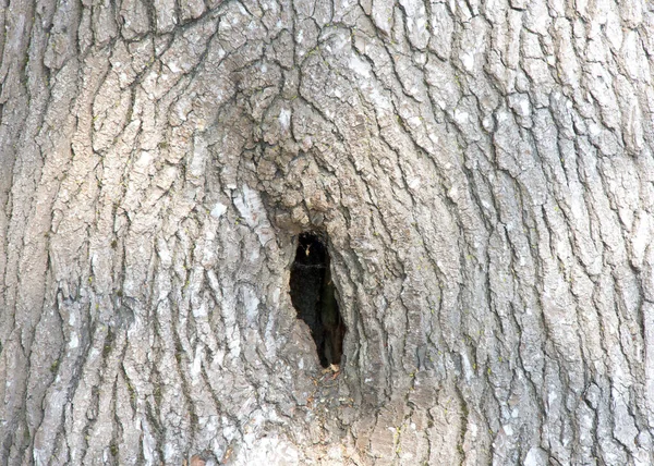 Közelről Egy Lyuk Egy Folyékony Amber Közismert Nevén Sweetgum Tree — Stock Fotó