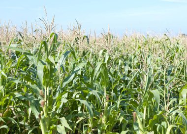 Arka planda mavi gökyüzü olan mısır tarlası. Sapları olgunlaşmış mısırın kulakları.