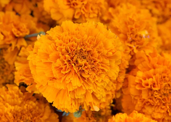 Close up of Marigold flowers. Marigold flowers - Tagetes - an easy to grow annual plant provide natural pest control and radiant sprays of multi-colored flowers.