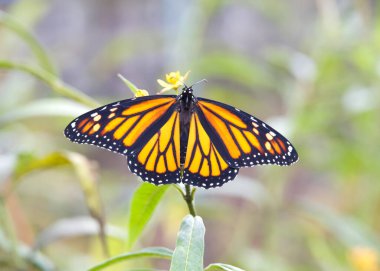 Sarı yosun çiçekleri üzerinde kanatları açık dişi bir kral kelebeği.