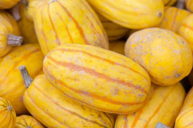 Farmer 's Market' teki organik sert su kabağı yığınına yaklaş. Karakteristik olarak hassas bir kabuğu var. Ayrıca fıstık ezmesi, bohem kabağı ya da tatlı patates ezmesi olarak da bilinir..