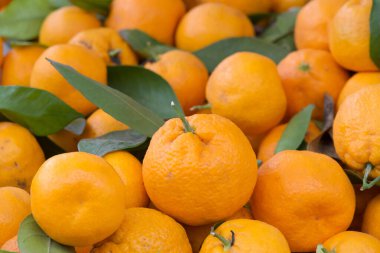 Çiftçi Pazarı 'nda sergilenen Satsuma Mandarin yığınına yaklaş. Parlak turuncu derili tatlı portakallar. Salatalarda, tatlılarda, soslarda ve meyve sularında kullanılır..