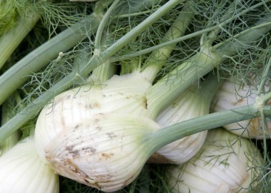 Farmer 's Market' te sergilenen taze toplanmış rezene yığınına yaklaş.