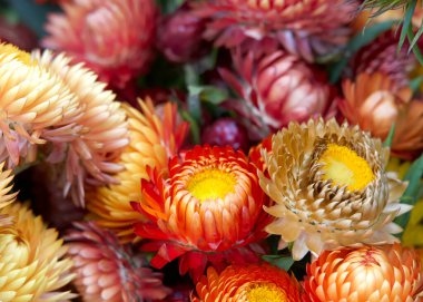 Renkli Xerochrysum braketatum buketine yaklaş, genellikle altın ebediyet ya da çilek çiçeği olarak bilinir..
