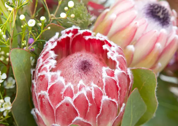 Pembe çalılık protea çiçeği, bir buketin içinde. Proteinler şu anda 20 'den fazla ülkede yetiştiriliyor. Protea çiçeğinin değişim ve umudu temsil ettiği söylenir..