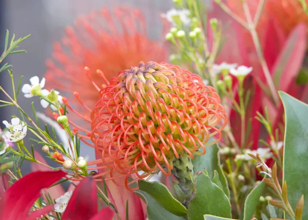 yellow pin cushion protea flower, close up with leaves and other flowers in background. Proteas are currently cultivated in over 20 countries. The Protea flower is said to represent change and hope.