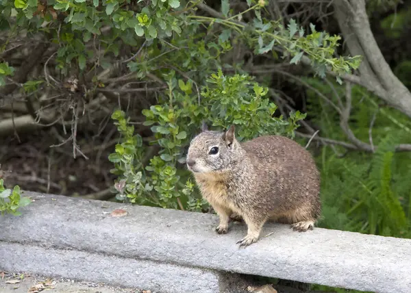 Kıyıdaki sahil kesiminde tahta kaldırımda duran ortak bir sincabın yanından geçen insanlardan yiyecek dilenmesi..