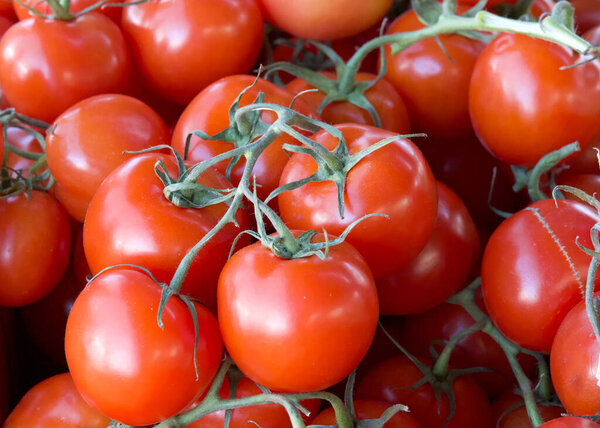 Close up on group of ripe red tomatoes on the vine piled for sale at Farmer's Market. The tomato is the world's most popular fruit with more than 60 million tons are produced each year.