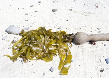 Close up on stalk of kelp washed up on a sandy beach. Kelp is a large brown algae or seaweeds that make up the order Laminariales. clipart