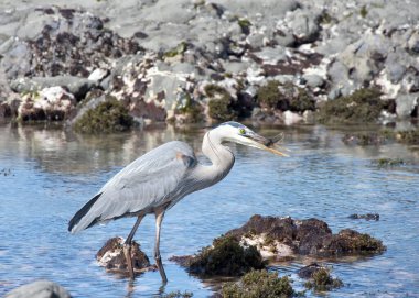 A Great Blue Heron standing in shallow coastal tide pool holding a fish in its beak clipart