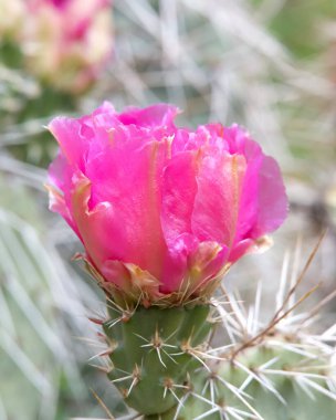 Opuntia erinacea çiçek açan canlı pembe çiçek.