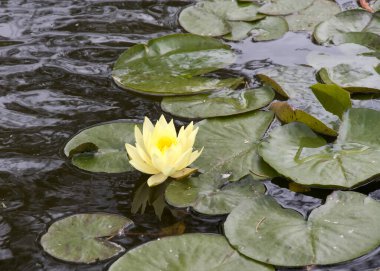 One yellow water lilly blooming surrounded by lilly pads on a pond. clipart