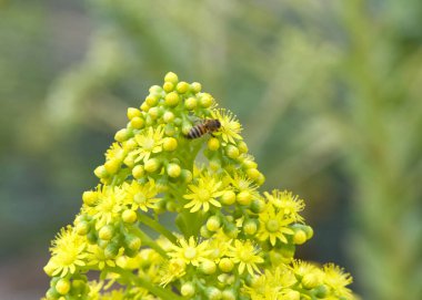 One honey bee collecting pollen from aeonium undulatum, small, star-shaped, dark yellow flowers bloom in large terminal pyramidal panicles atop stems. clipart
