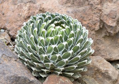 Agave Victoriae-reginae, Kraliçe Victoria agave veya kraliyet agave, uzun ömürlü sulu çiçekli küçük bir bitki türü, yontulmuş geometrik yapraklar üzerindeki beyaz çizgileriyle tanınır.. 