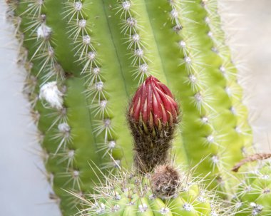 Echinopsis huascha, genellikle Kırmızı Meşale Kaktüsü olarak bilinir, kaktüsün tepesinde tomurcuklanır..