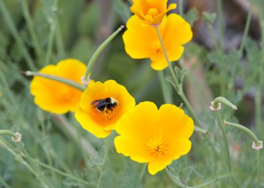 Bir yaban arısı renkli Kaliforniya gelinciklerinin merkezinden polen topluyor..