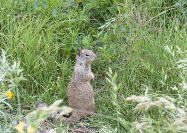 Yeşil çimlerde oturan kahverengi bir sincap. Kaliforniya yer sincapları sık sık bahçelerde ve parklarda baş belası olarak kabul edilir, çünkü onlar süs bitkileri ve ağaçlar yiyecekler..