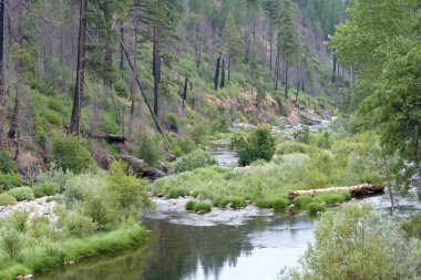 North fork Weber Creek, Kuzey Kaliforniya 'da 50. otoyola bitişik. Arka planda çam ağaçları.