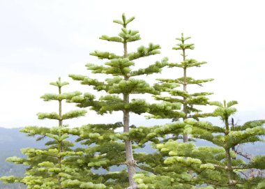 Dağlı çam ağaçlarının tepeleri ve arka planda ufuk çizgisi. Abies grandis , idahoensis. Büyük köknar..