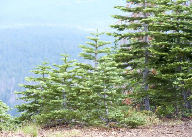 Dağları olan yeni çam ağaçları ve arka planda ufuk çizgisi. Abies grandis , idahoensis. Büyük köknar..