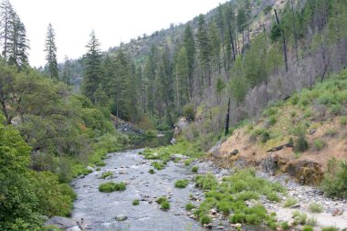 North fork Weber Creek, Kuzey Kaliforniya 'da 50. otoyola bitişik. Arka planda çam ağaçları.