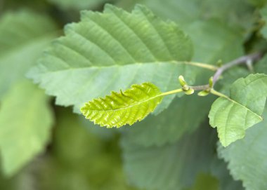 Close up on leaves of the Alnus rubra, the red alder tree. New leaf with mature leaves in background. 