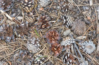 Ormanın ortasında çam kozalakları