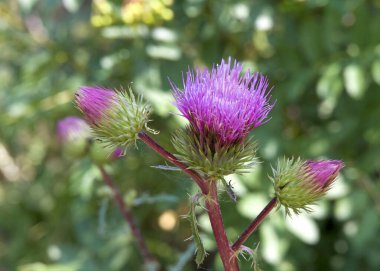 Carduus asanthoides 'e yaklaş. Dikensiz dikensiz devedikeni, dikenli devedikeni ya da tüysüz devedikeni olarak bilinir. Güzel mor çiçekler açıyor..
