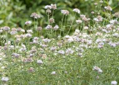 Monardella odoratissima 'ya yaklaş. Dağ kurdu nane şekeri, dağ arısı merhemi, dağ monardellası ya da dağ pennyroyal olarak da bilinir. Çiçek açan beyaz çiçekler.
