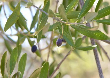 Ağaçta yetişen birkaç küçük kanino zeytinine yaklaş. Zeytin yağı yapmakla ünlüdür..