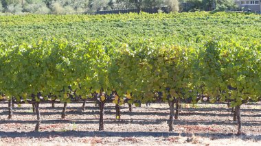 Sonbaharın başlarında asma dalları olan bir tarla, yeşil ve sarı yapraklar başlıyor. Asmaların altından sarkan mor üzümler.