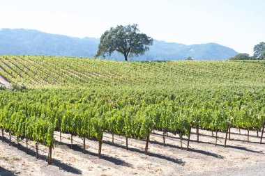 Field on a hill  with rows of grape vines in early autumn, green with some yellow leaves starting. Olive tree in the middle of the field with hills background. Sonoma Valley, CA