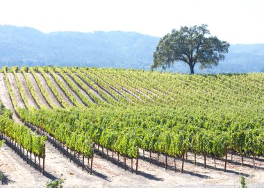 Sonbaharın başlarında üzüm asmalarıyla dolu bir tepenin üzerinde yeşil yaprakların başladığı bir tarla. Tarlanın ortasında arka planda tepeler olan zeytin ağacı. Sonoma vadisi, CA
