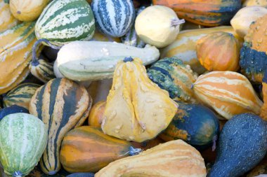 Üst görünüm düzlüğü birçok şekil ve boyutta sonbahar kabakları çeşitli renk kombinasyonlarıyla. Popüler tatil dekorasyonu.