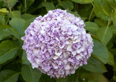 Yeşil yapraklarla çevrili mor ve beyaz ortanca kümesi. Ortanca uzun zamandır popüler bir çiçek açan çalıdır. Çiçekler birçokları tarafından büyükannenin eski çiçekleri olarak kabul edilir..