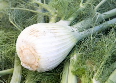 Çiftçi Pazarı 'nda satılık Fennel kümesini kapatın..
