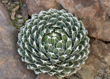 Close up on a Queen Victoria agave or royal agave growing between rocks. view from above. clipart